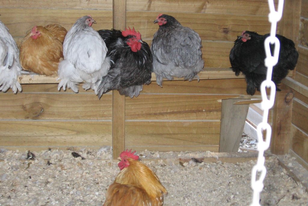 Pekin bantams on the roost in their hen house