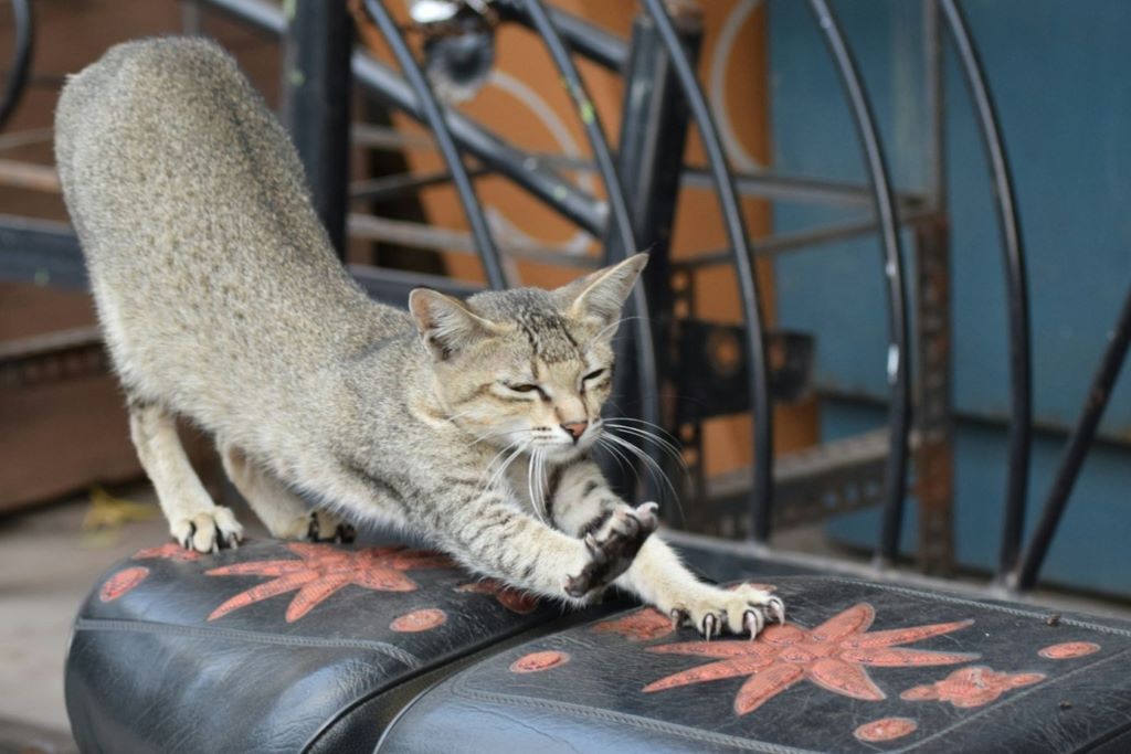 Cat scratching leather seat