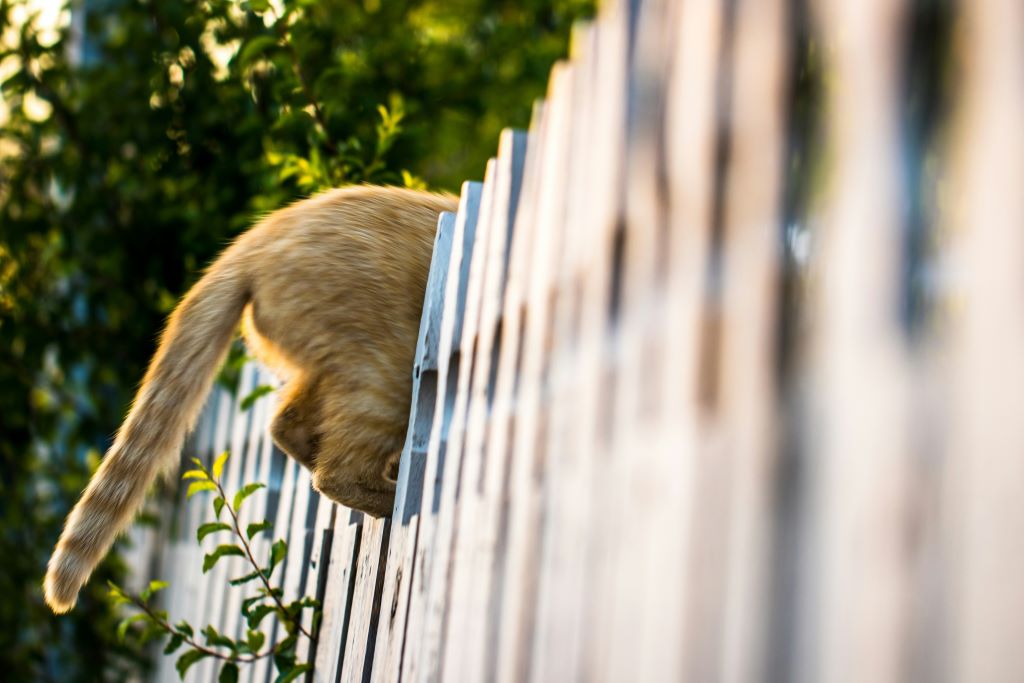 Cat climbing up fencing to escape