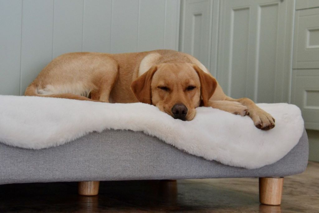 Finding the perfect bed for your dog