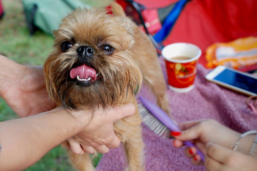 Grooming your Dog - tips on what to do.