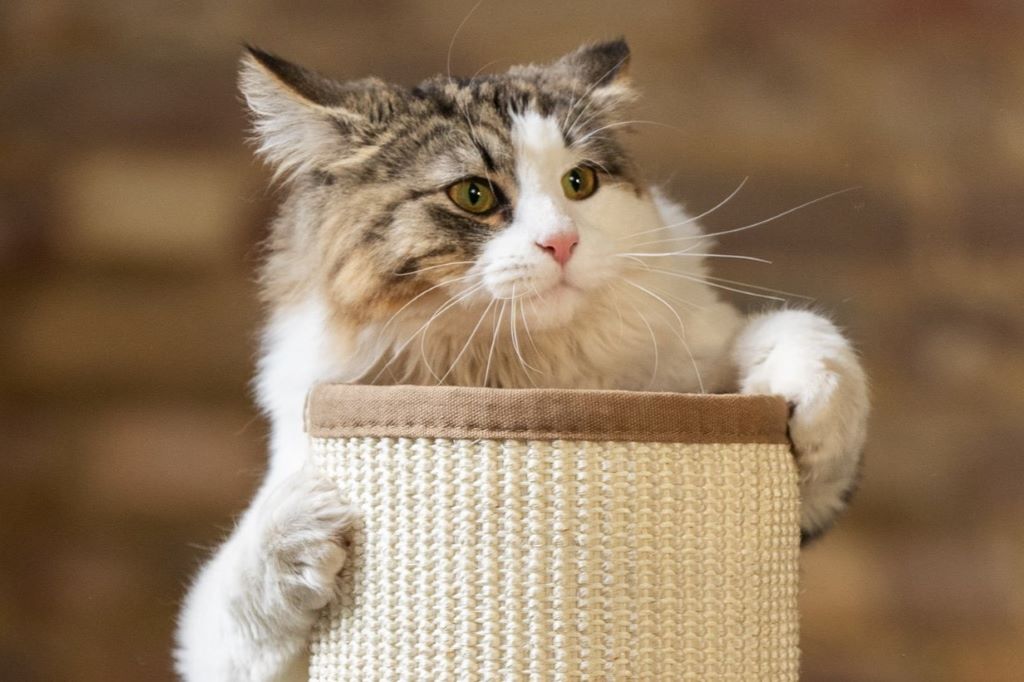 Health Benefits of a Scratching Post