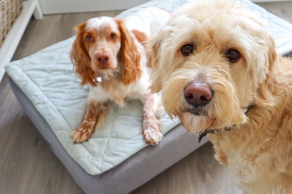 How Long Do Dog Beds Last?