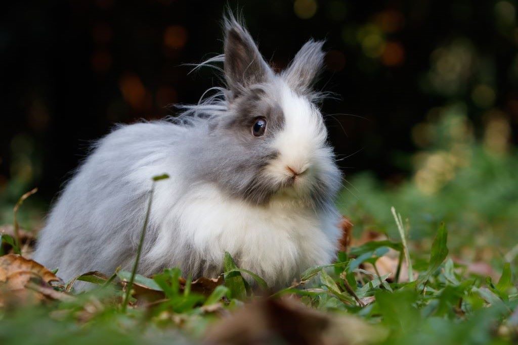 Rabbit with long hair  - flystrike