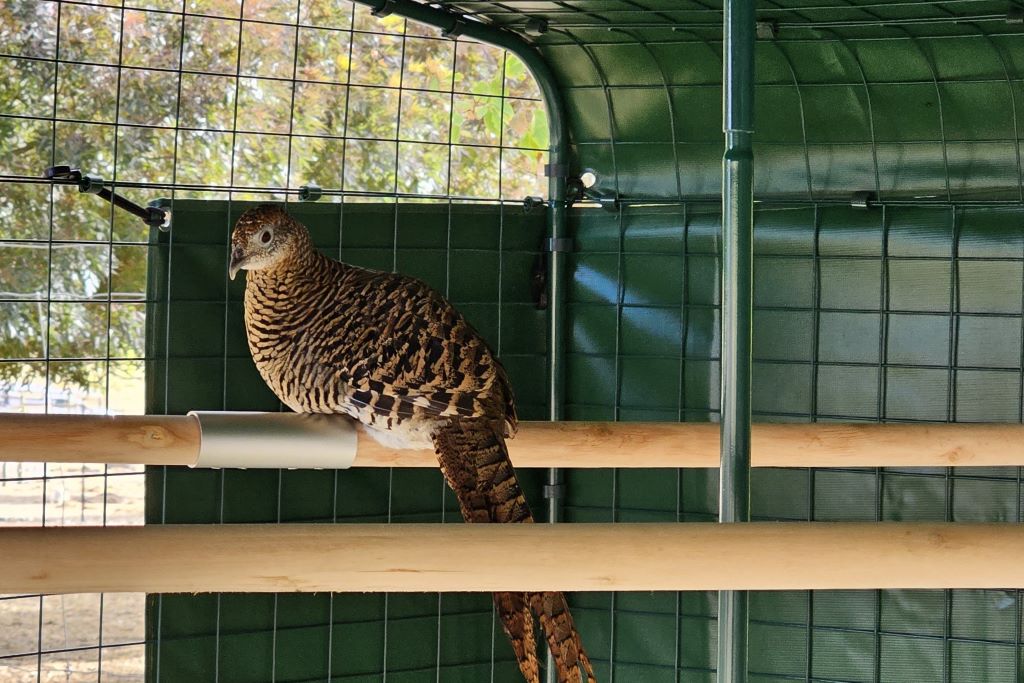 Pheasant hen on perch in Omlet Walk-in Run