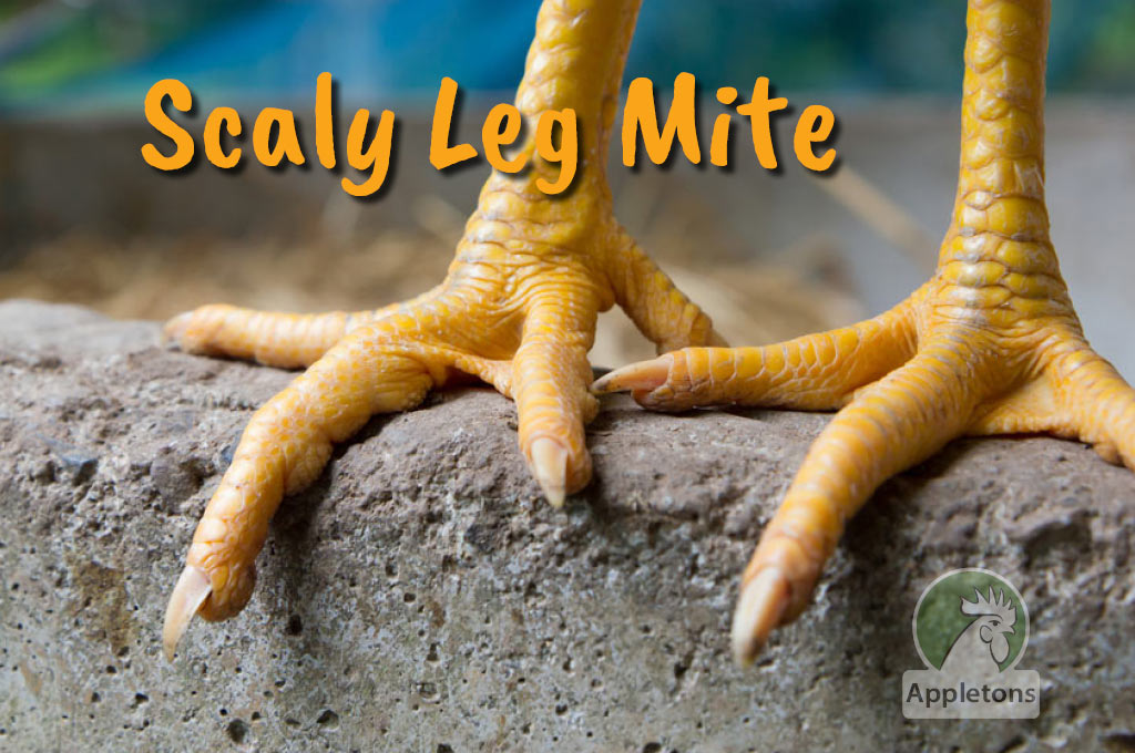 Scaly Leg Mite