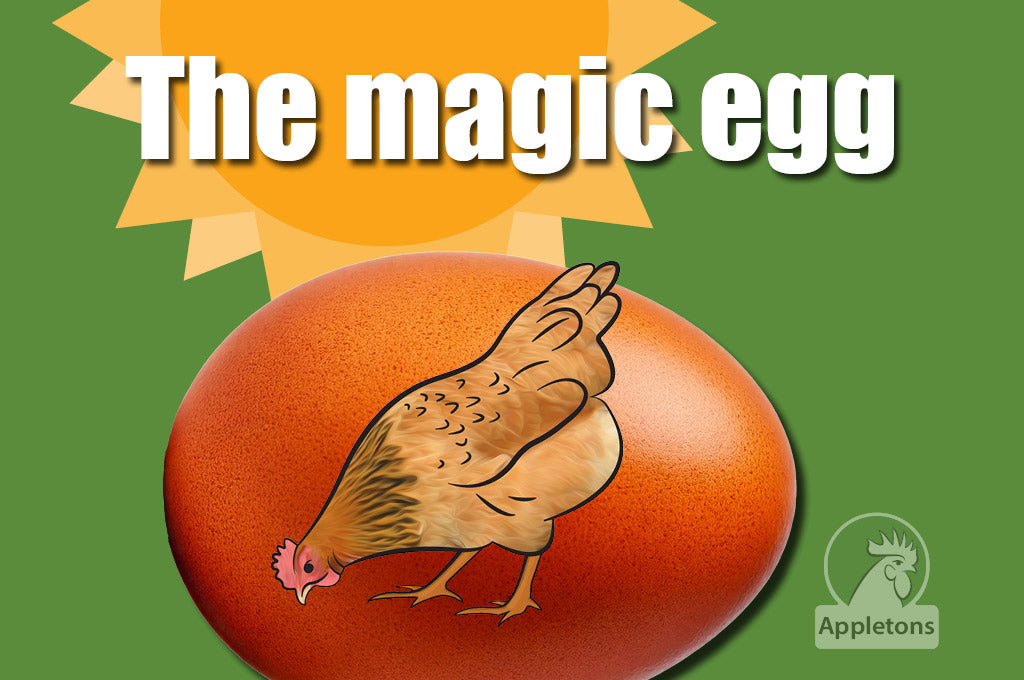 Blog Four Steps to an Egg