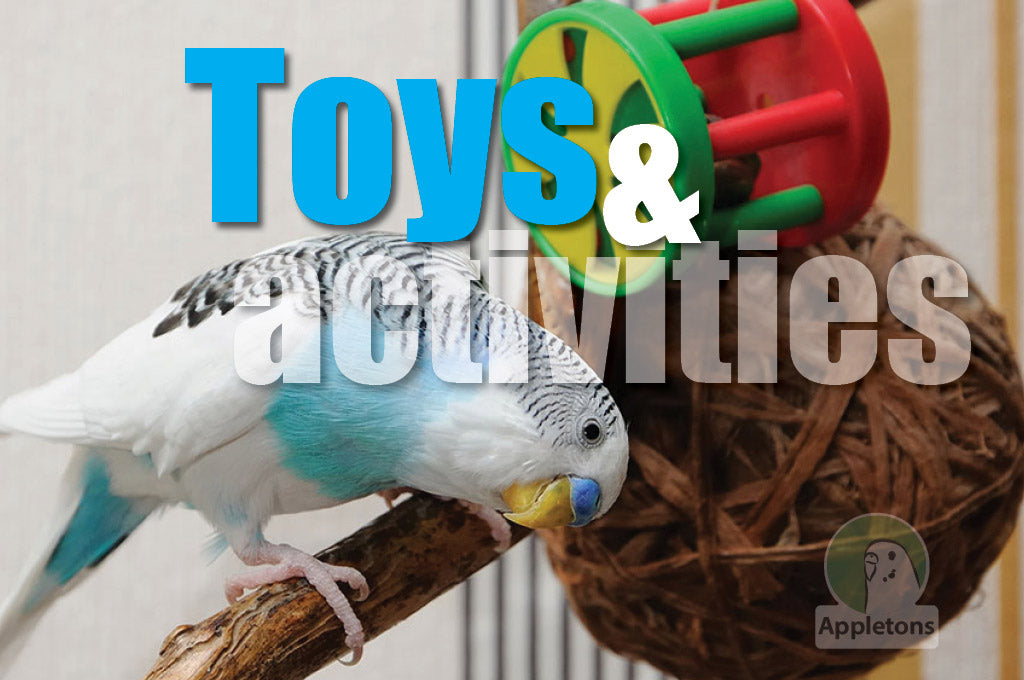 Activities and Toys for Budgies