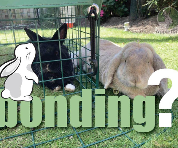 Aggression in Rabbits: What to Know and How to Help