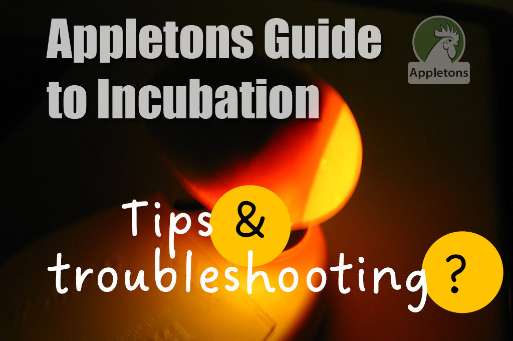 Blog All You Need to Know About Incubation