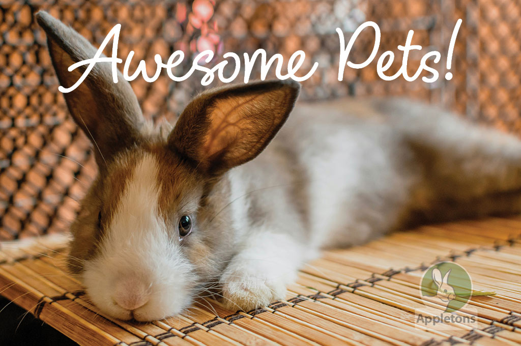 Are Rabbits Good Pets For Children?