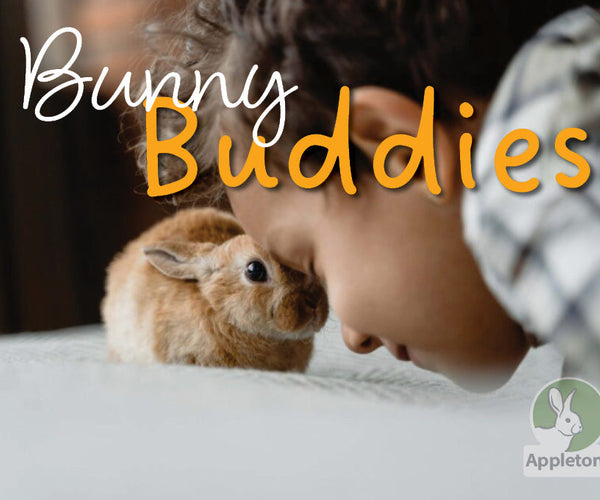 Best Buddies - Bonding with Your Rabbit