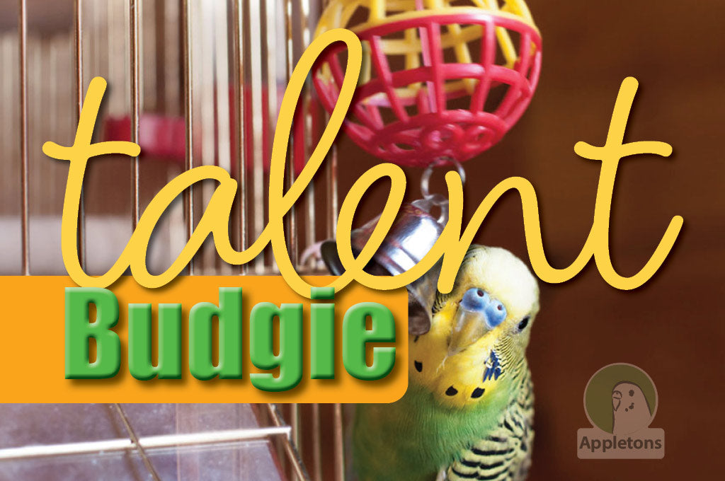 Budgie Talent