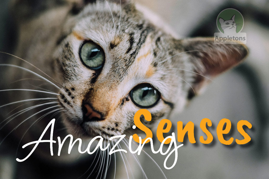 Cats and their Seven Senses