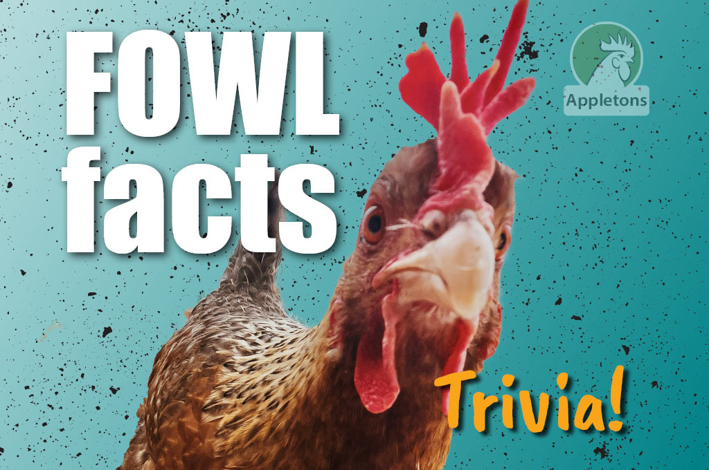 Blog Chicken Trivia