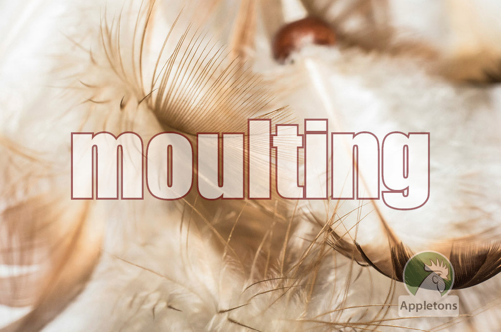 Chickens Losing Feathers