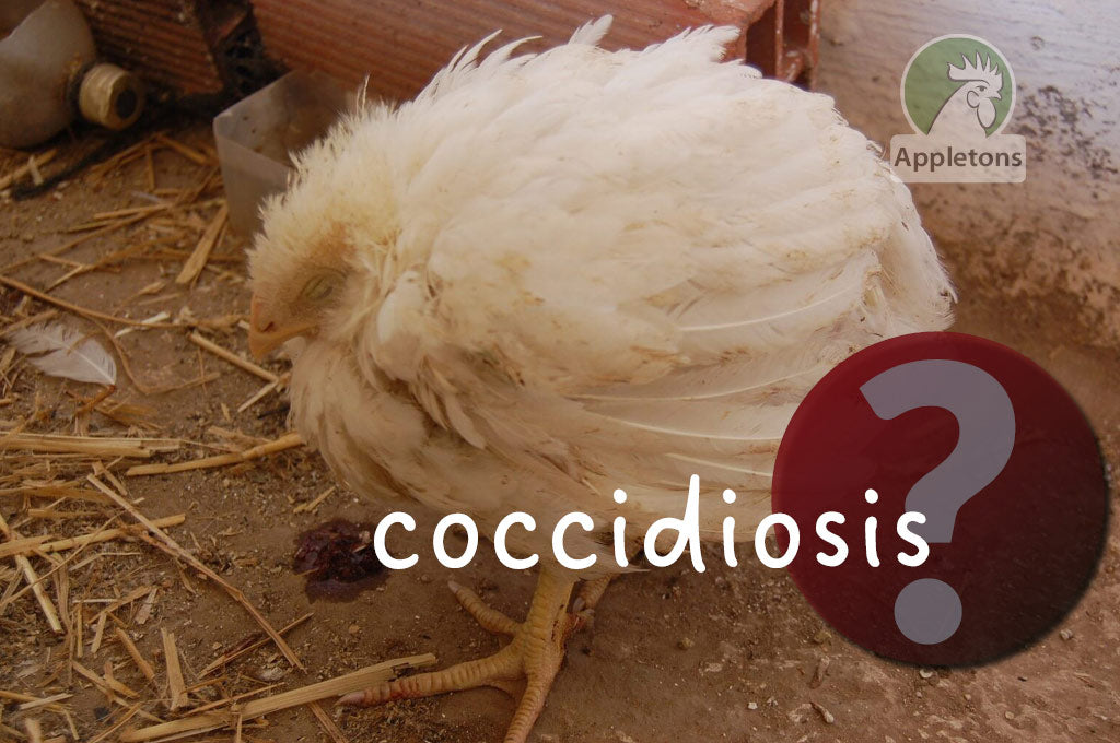 Coccidiosis