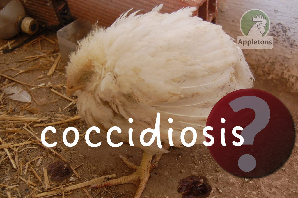 Blog Coccidiosis