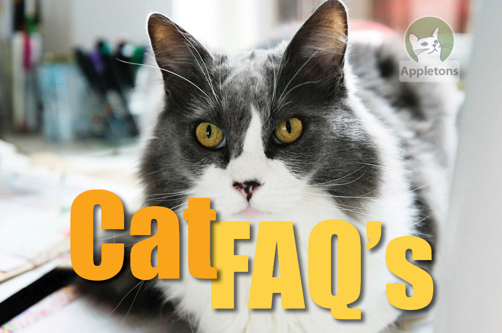 Commonly Asked Questions About Cats