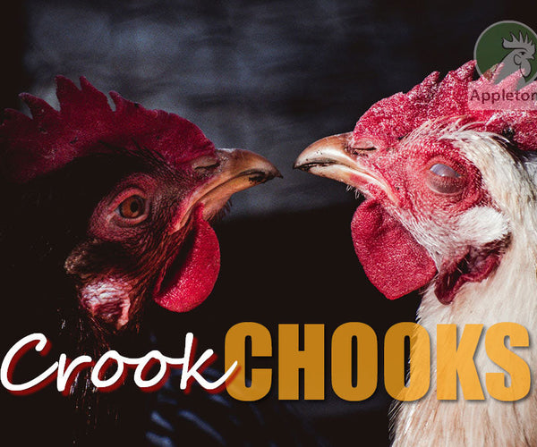 Isa Chook Crook Chooks