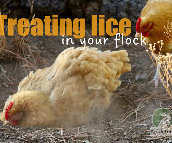 Do My Chickens Have Lice? Signs & Solutions