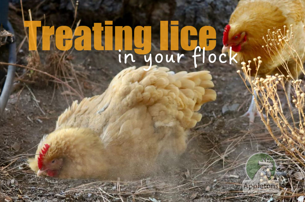 FACT SHEET Chicken Health - Lice