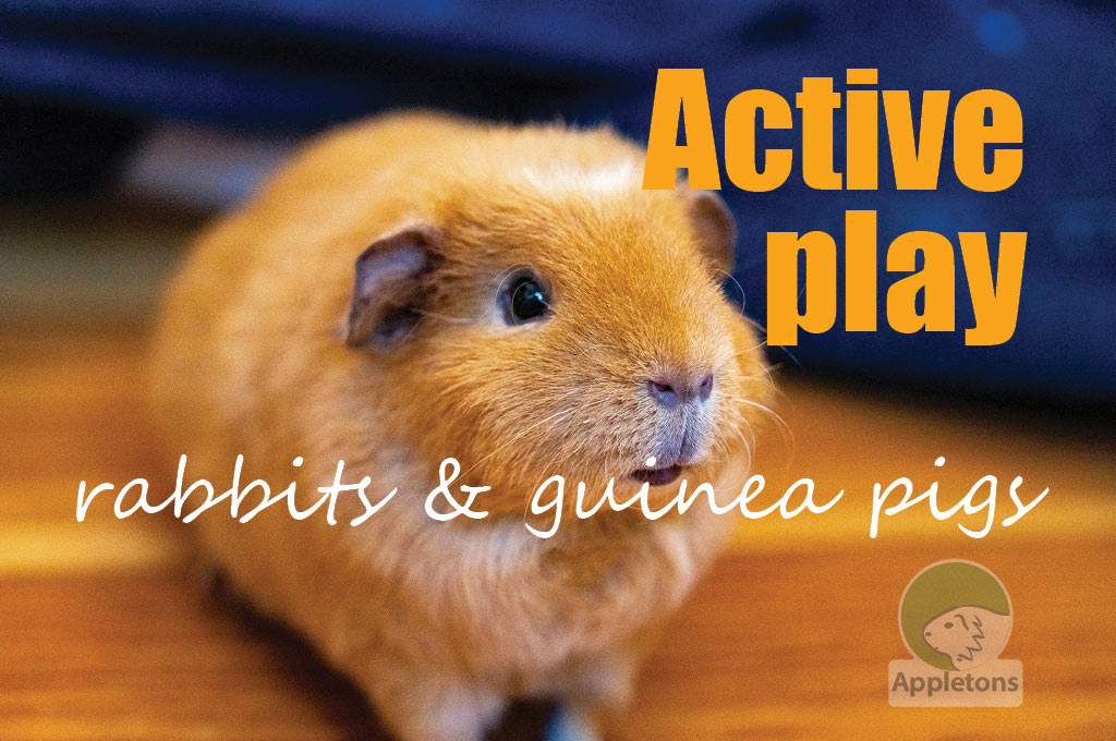 Games You Can Play With Your Rabbits And Guinea Pigs