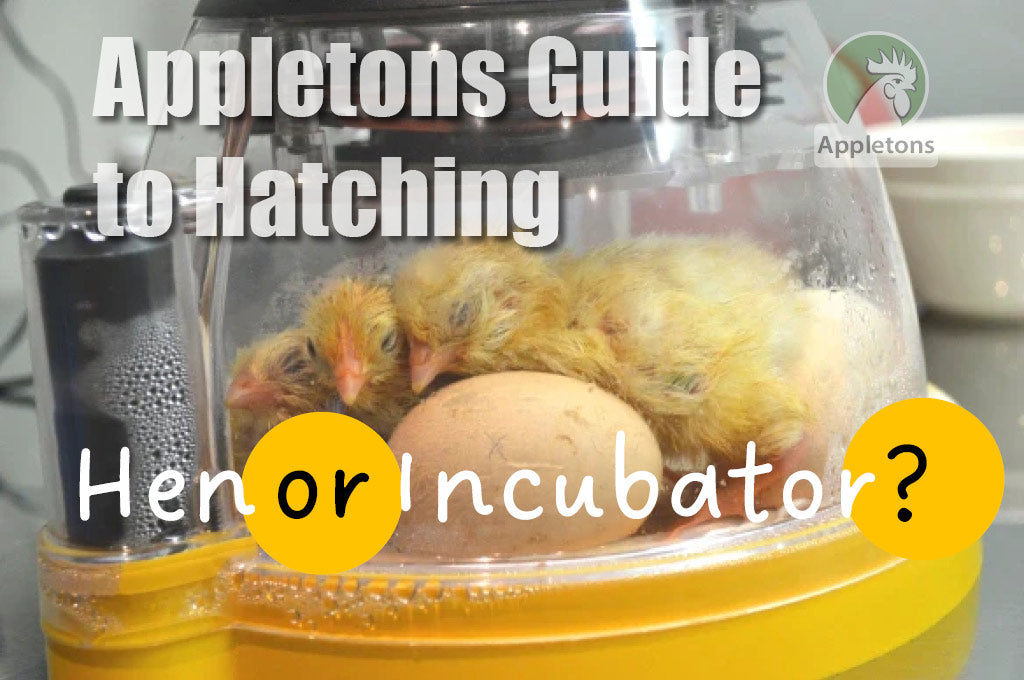 Guide to Hatching Your Own Chicks