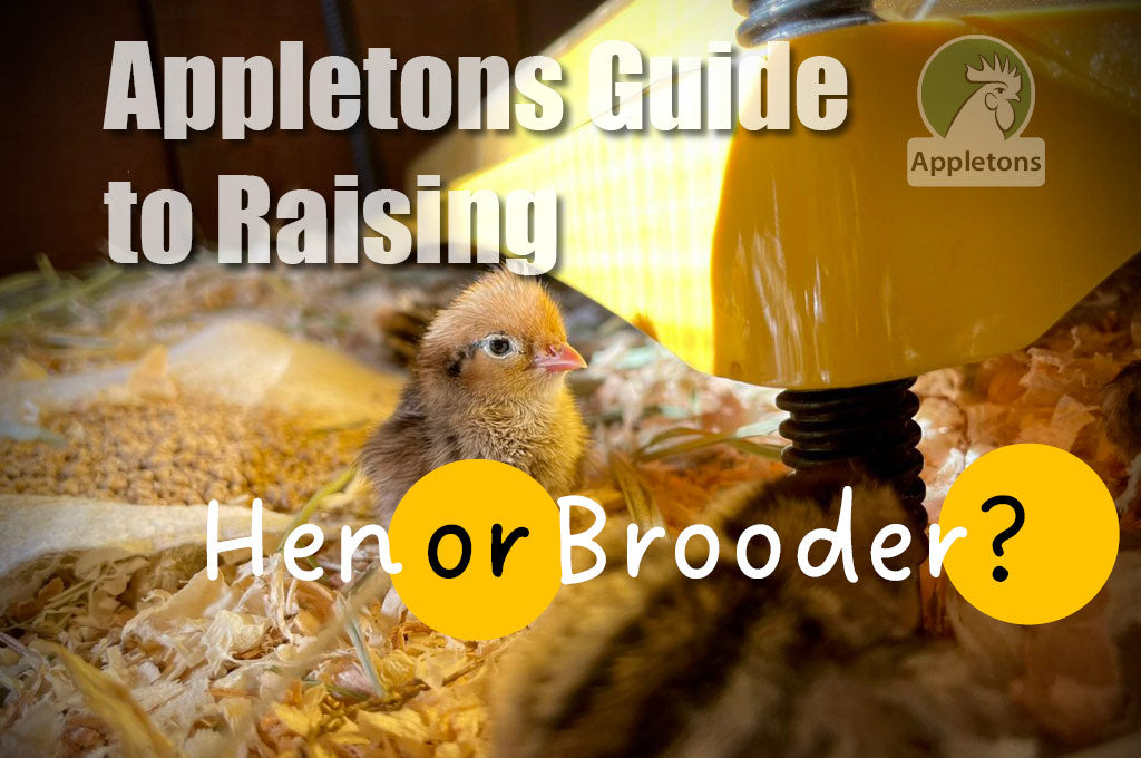Guide to Raising Your Own Chicks