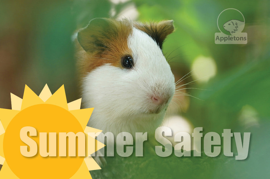 Guinea Pigs Summer Safety Tips