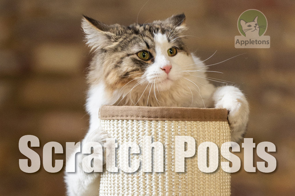 Health Benefits of a Scratching Post