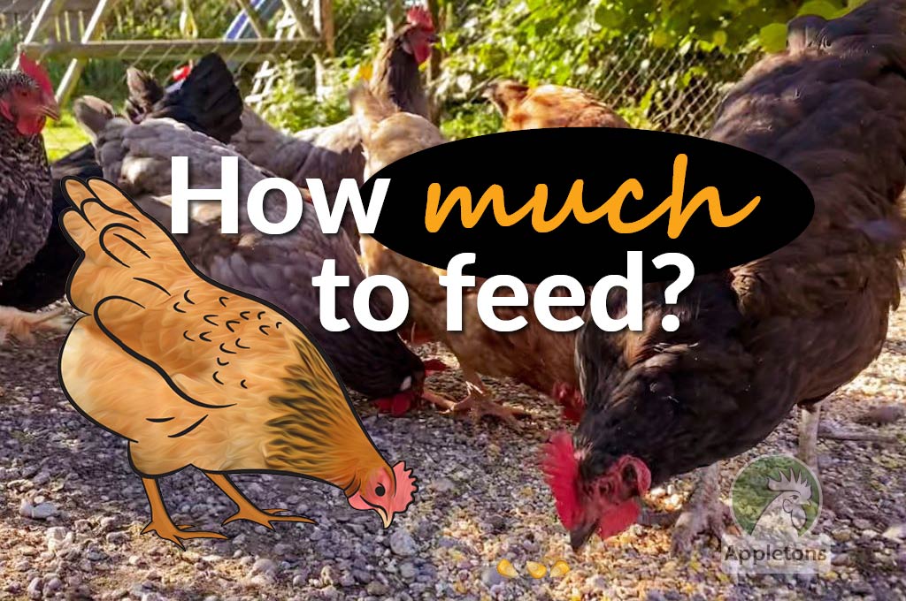 Blog How Much Should I be Feeding my Chickens