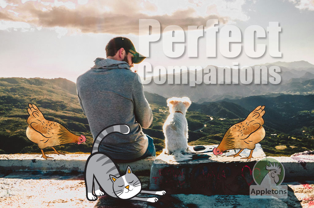 Blog How Pets Improve Our Well Being