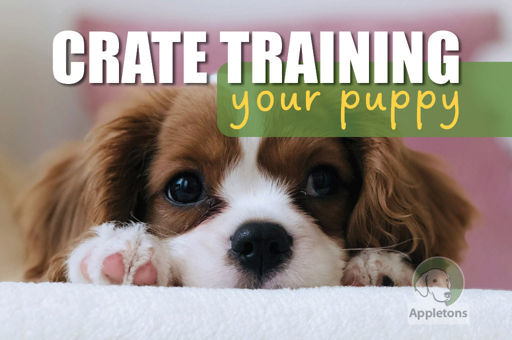 Blog How To Crate Train A Puppy