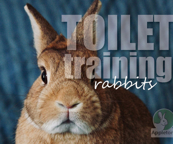 View of How To Litter Train Your Rabbit
