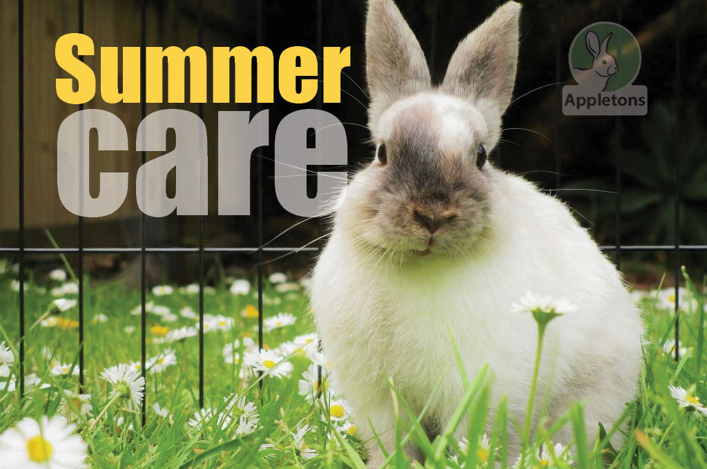 How To Care for Your Rabbits in Summer