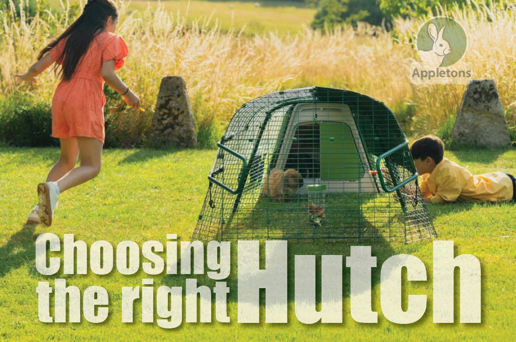 How to Choose the Right Rabbit or Guinea Pig Hutch?