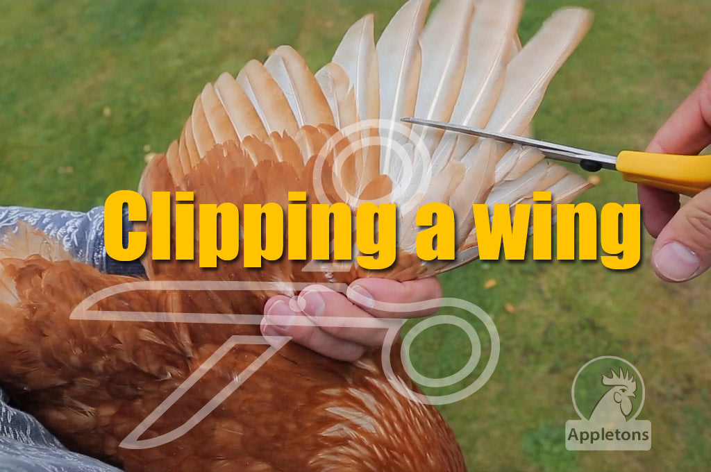 How to Clip Your Chickens Wings