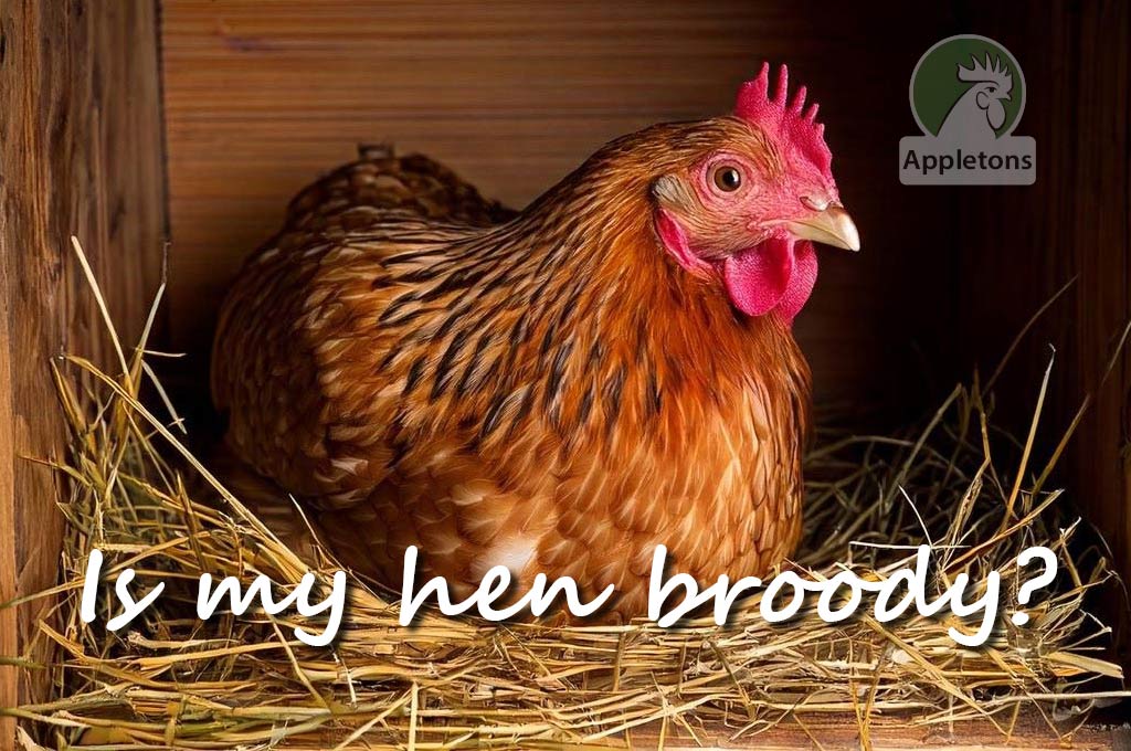 Is My Hen Broody