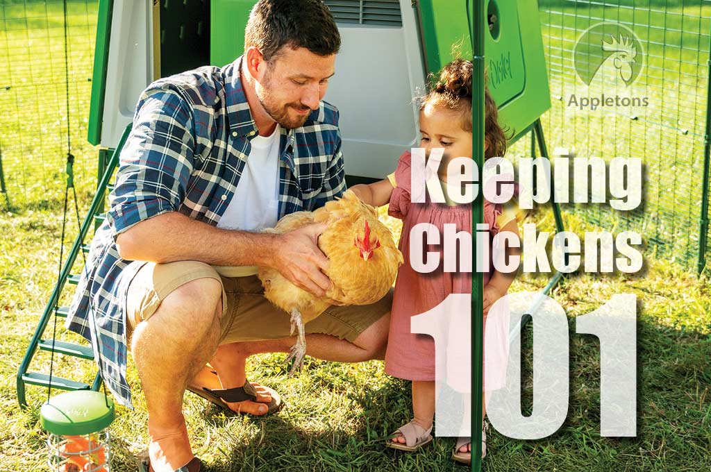 Blog Keeping Chickens 101