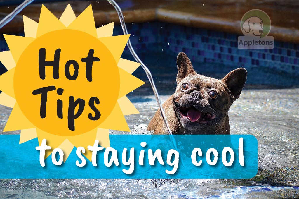 Blog Keeping Your Pooch Cool In Summer