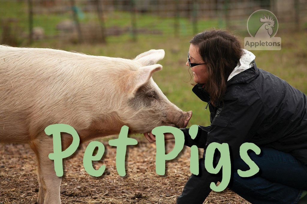 Pet Pig Care