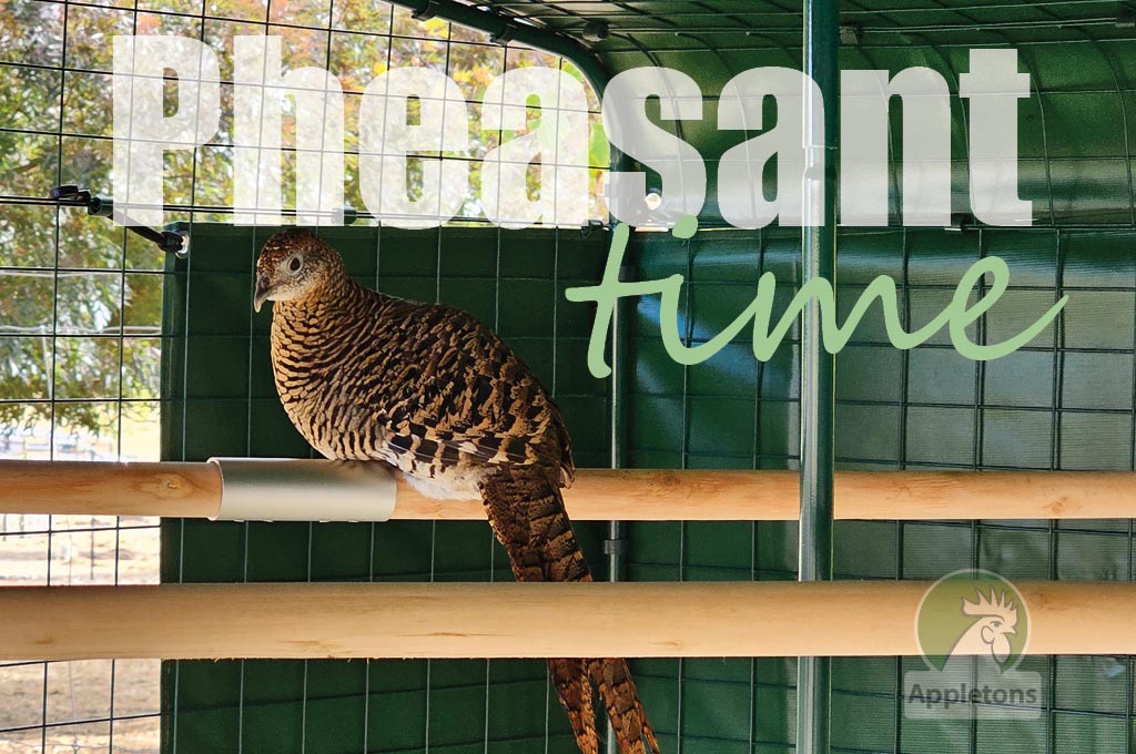 Pheasants on our Block