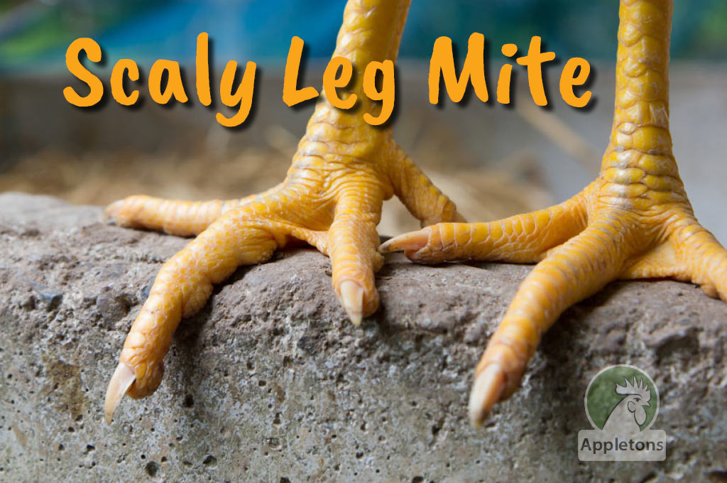 Blog Scaly Leg Mite