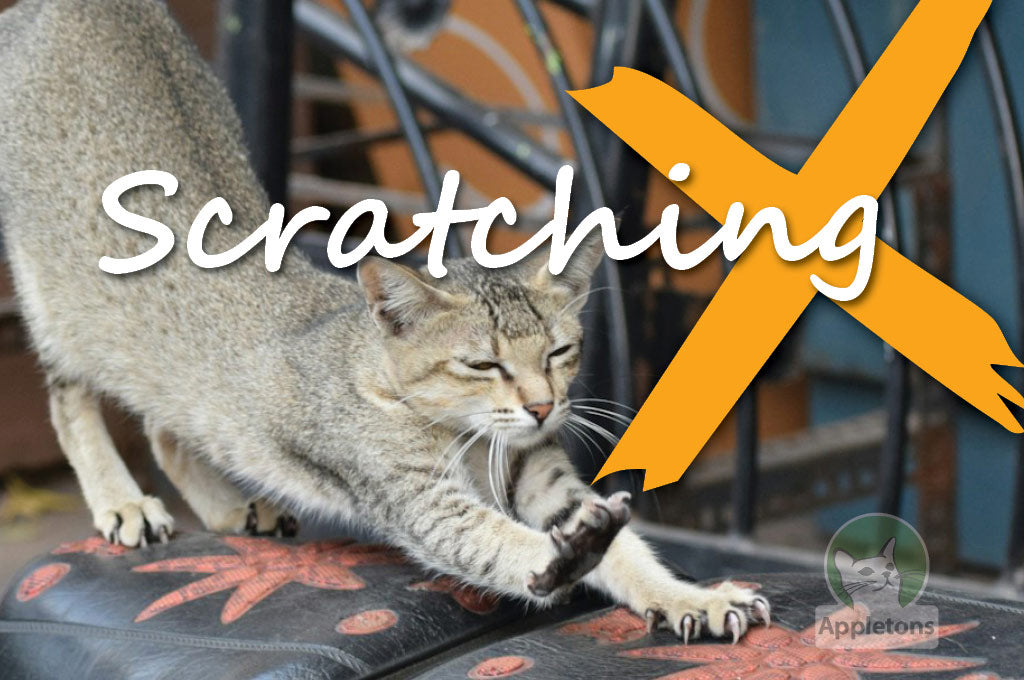 Stop Your Cat Scratching Furniture