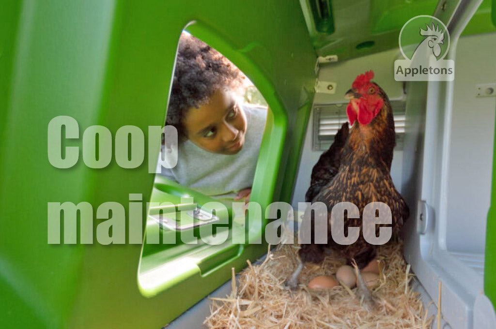 Take a Peek in your Chicken Coop 👀