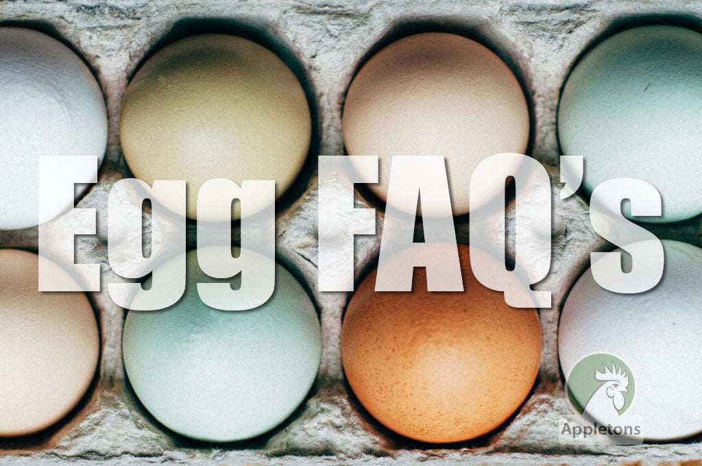 Blog The Amazing Egg