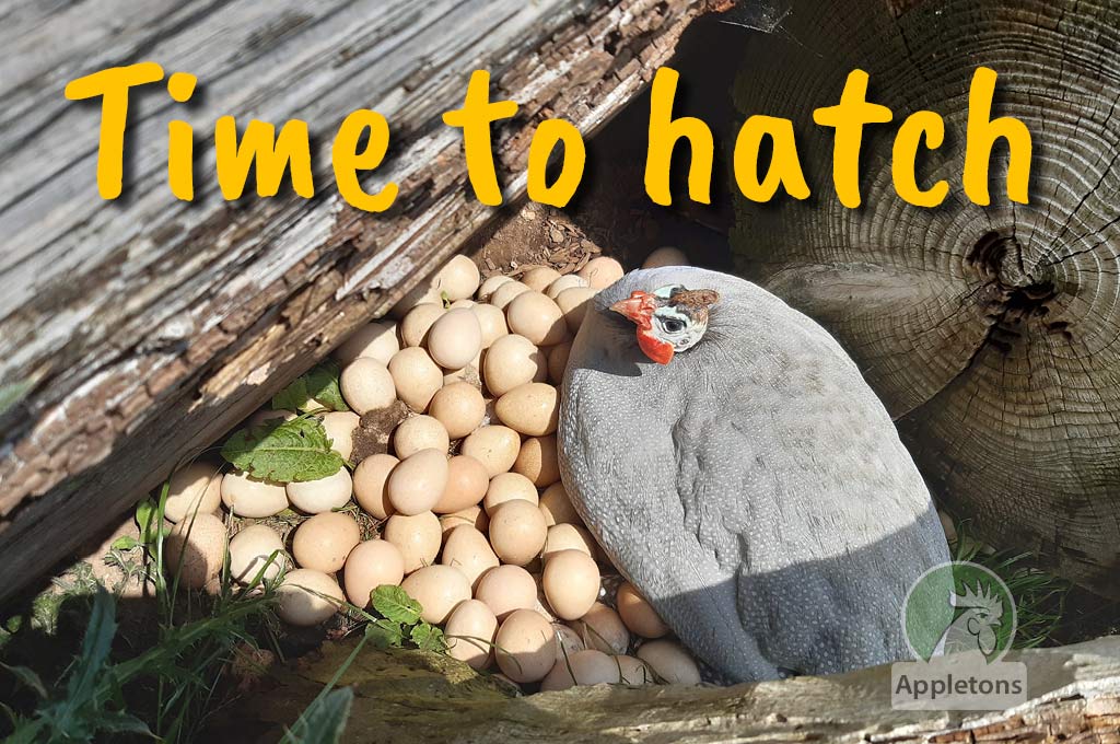 Blog The Breeding Season Broody Hens Pheasant Talk