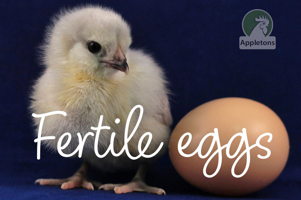 Blog The journey of the hatching egg