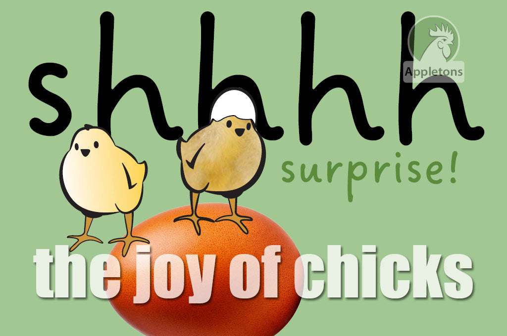 Blog The Joy of Surprise